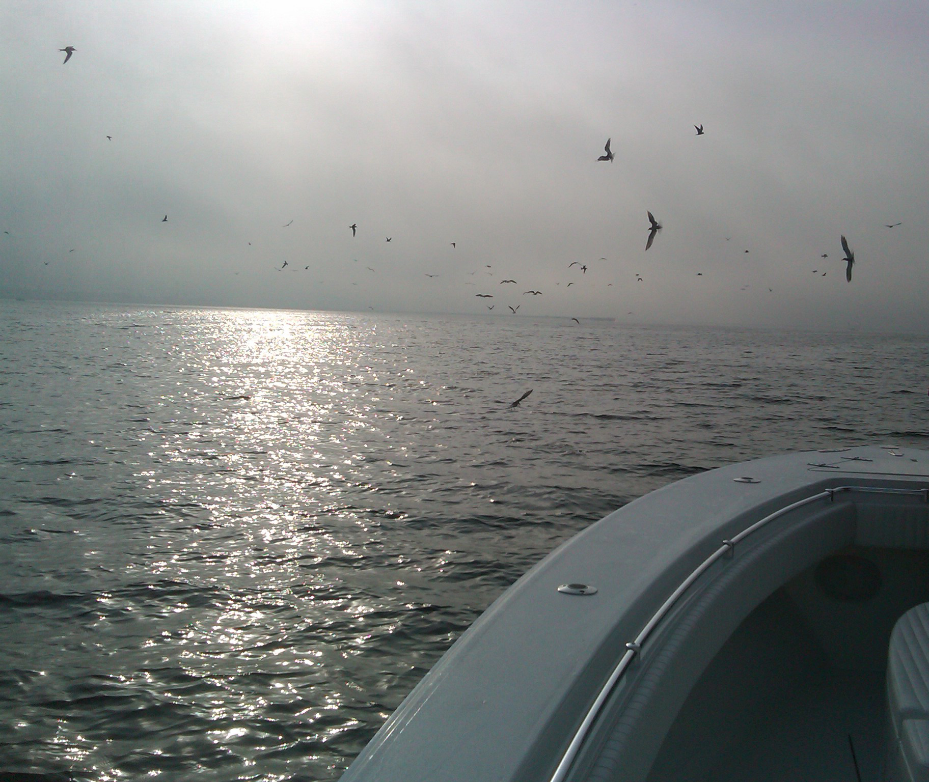 Fishing Jamaica Bay Kenjo Fly Fishing Charters