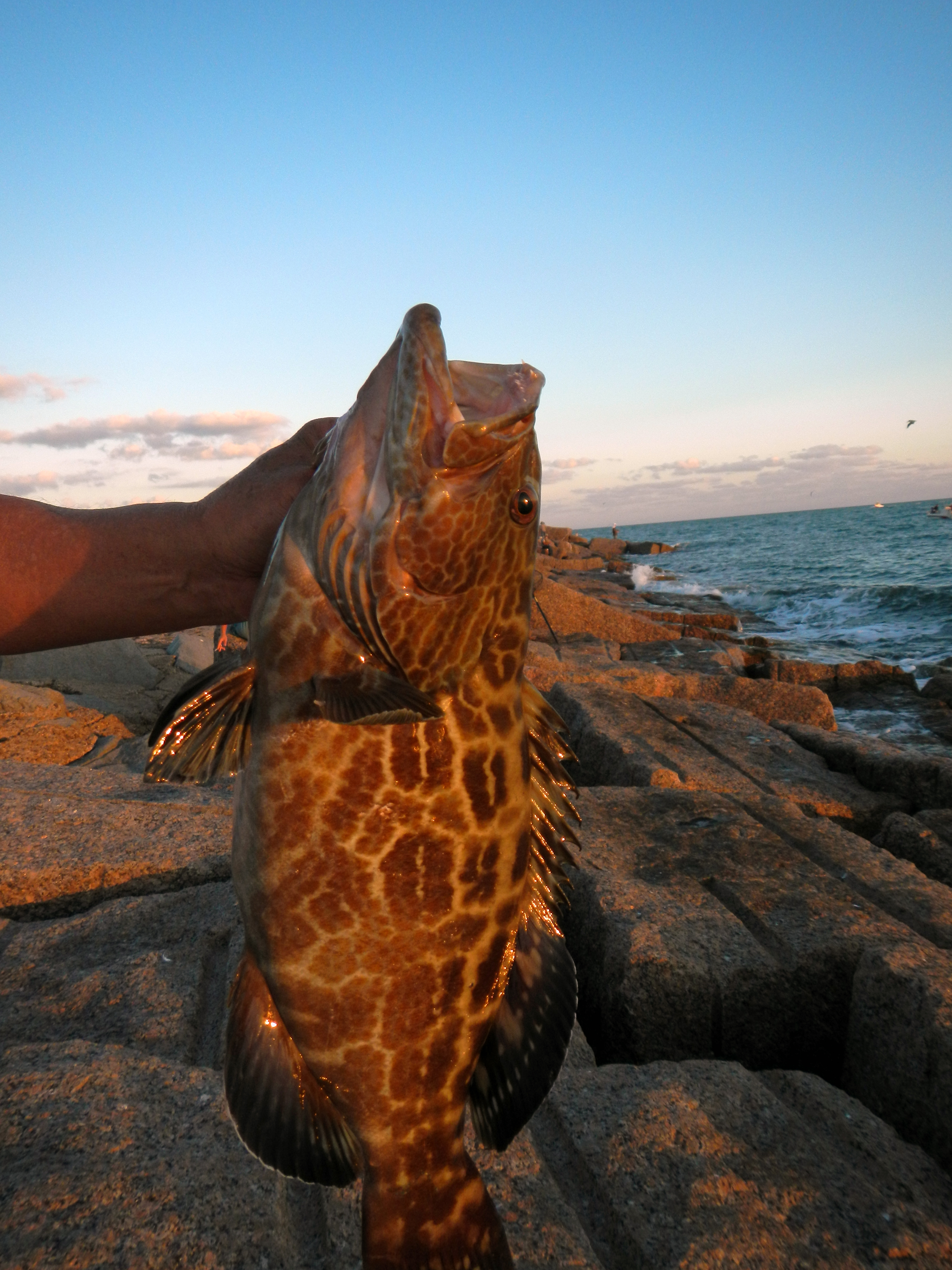 Port Aransas Jetties Kenjo Fly Fishing Charters