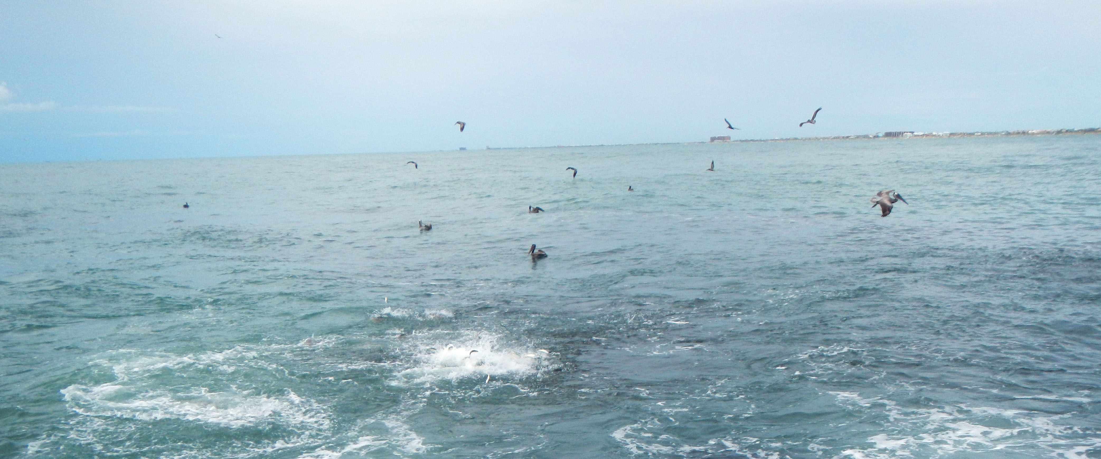 Menhaden Baitball Kenjo Fly Fishing Charters