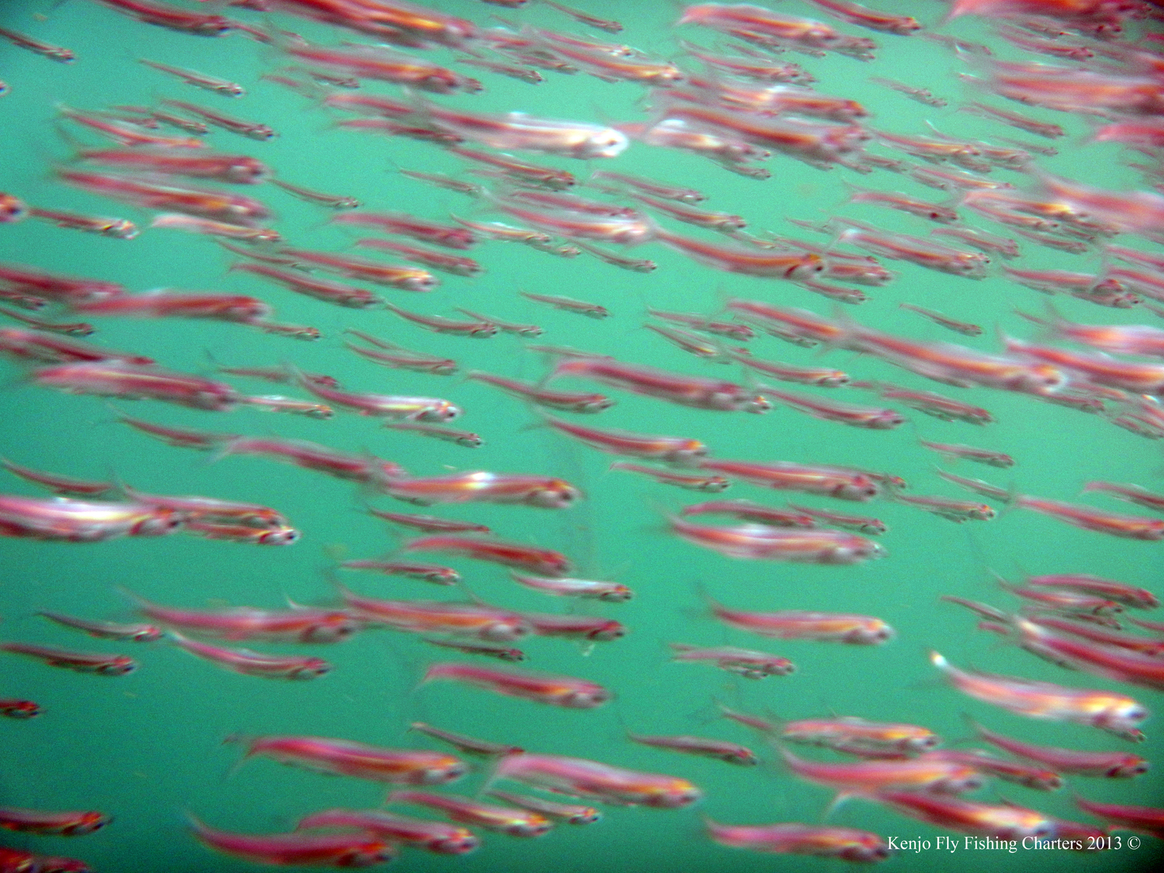 bayanchoviesunderwater08152013officialweb Kenjo Fly Fishing