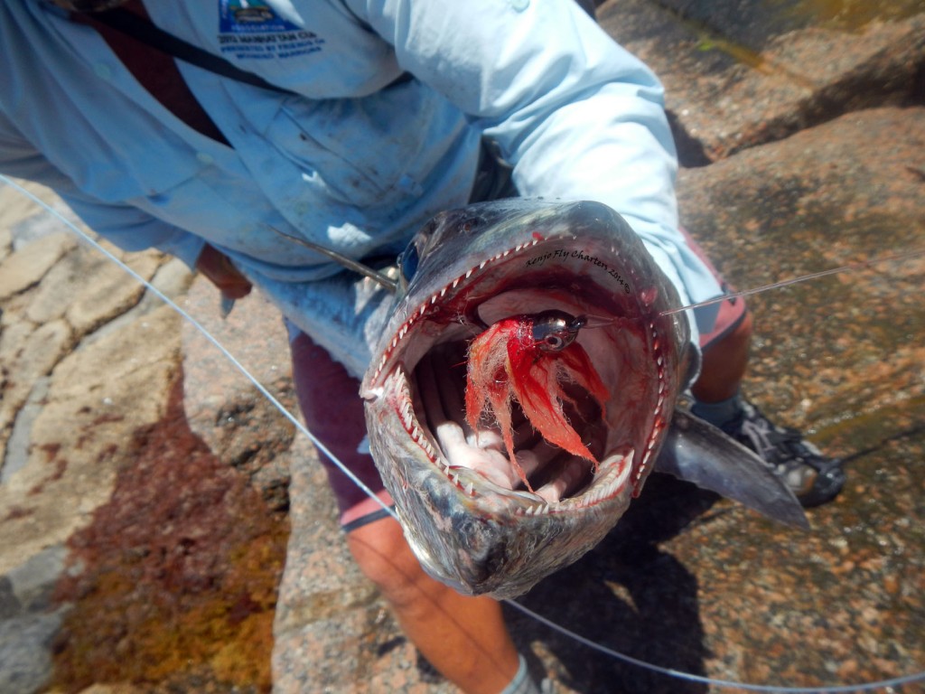 fly fishing, extreme, king, mackerel, texas, coast, port aransas