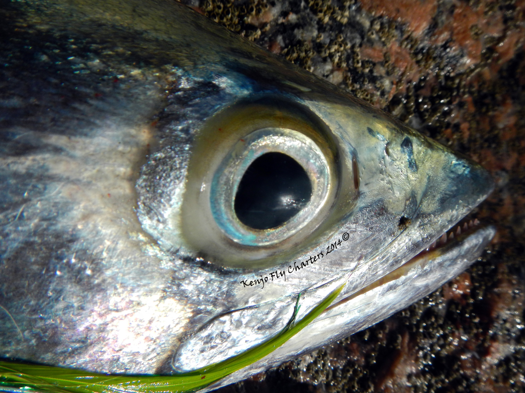 eye of king mackerel Kenjo Fly Fishing Charters