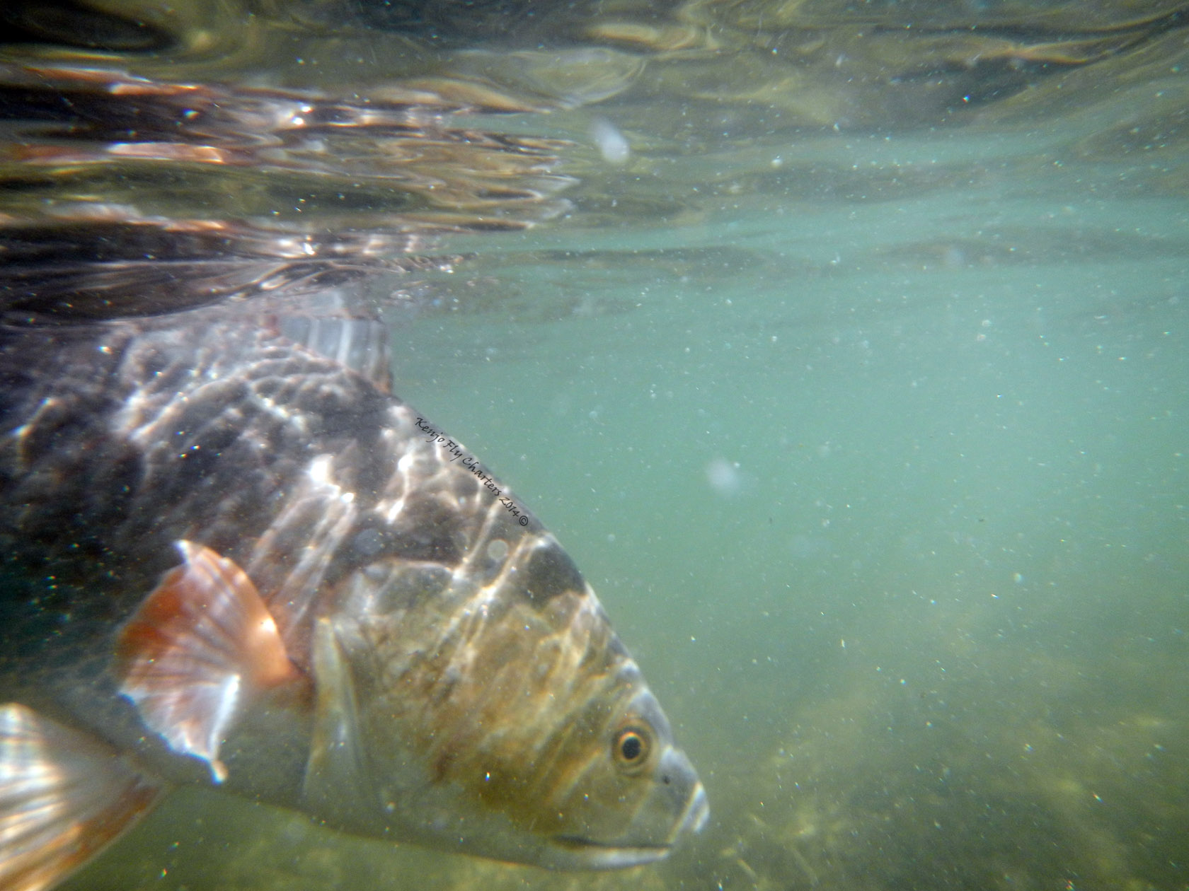 Changes in the Seasons Kenjo Fly Fishing Charters