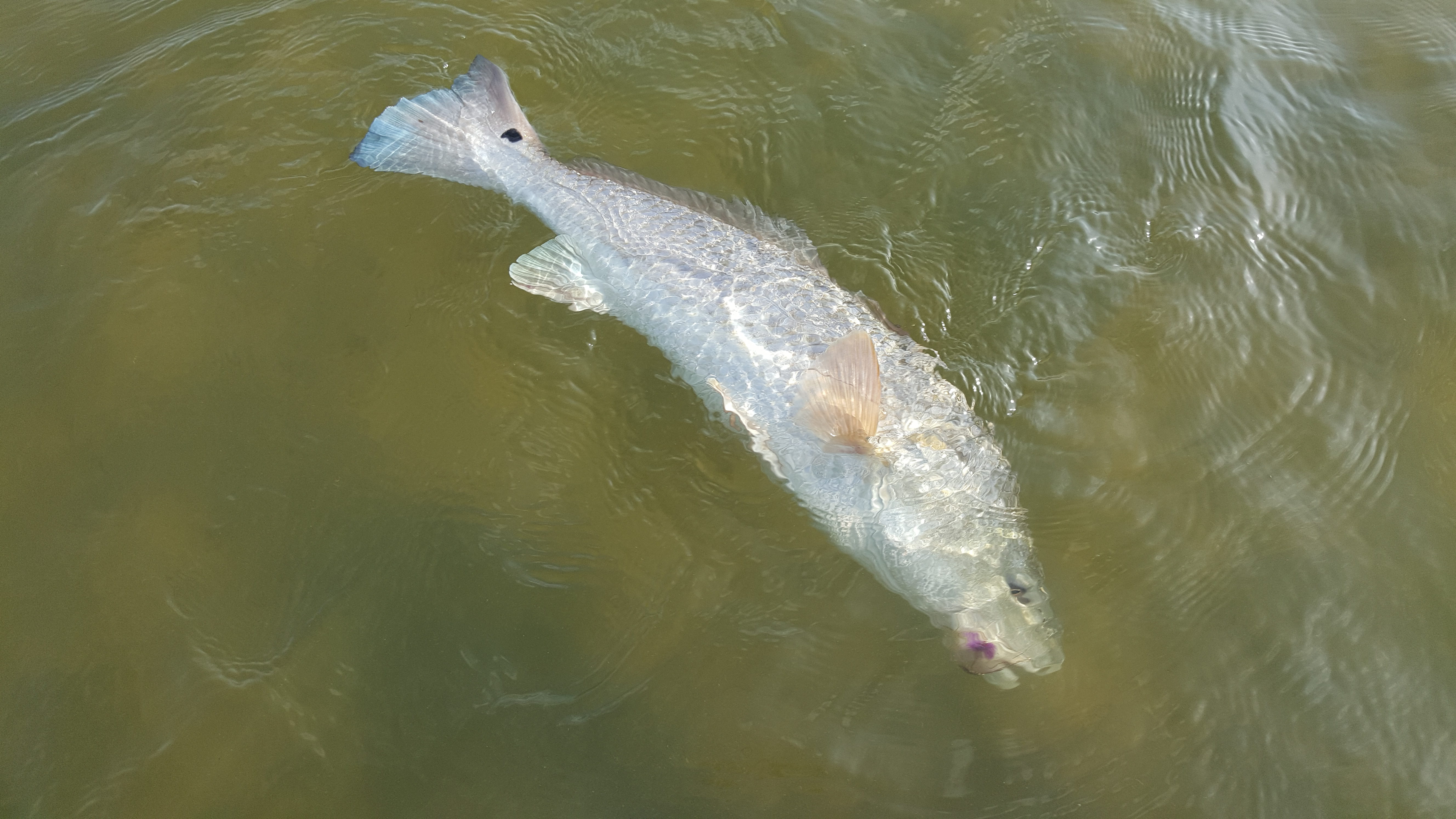 Windy Redfish Totems Kenjo Fly Fishing Charters