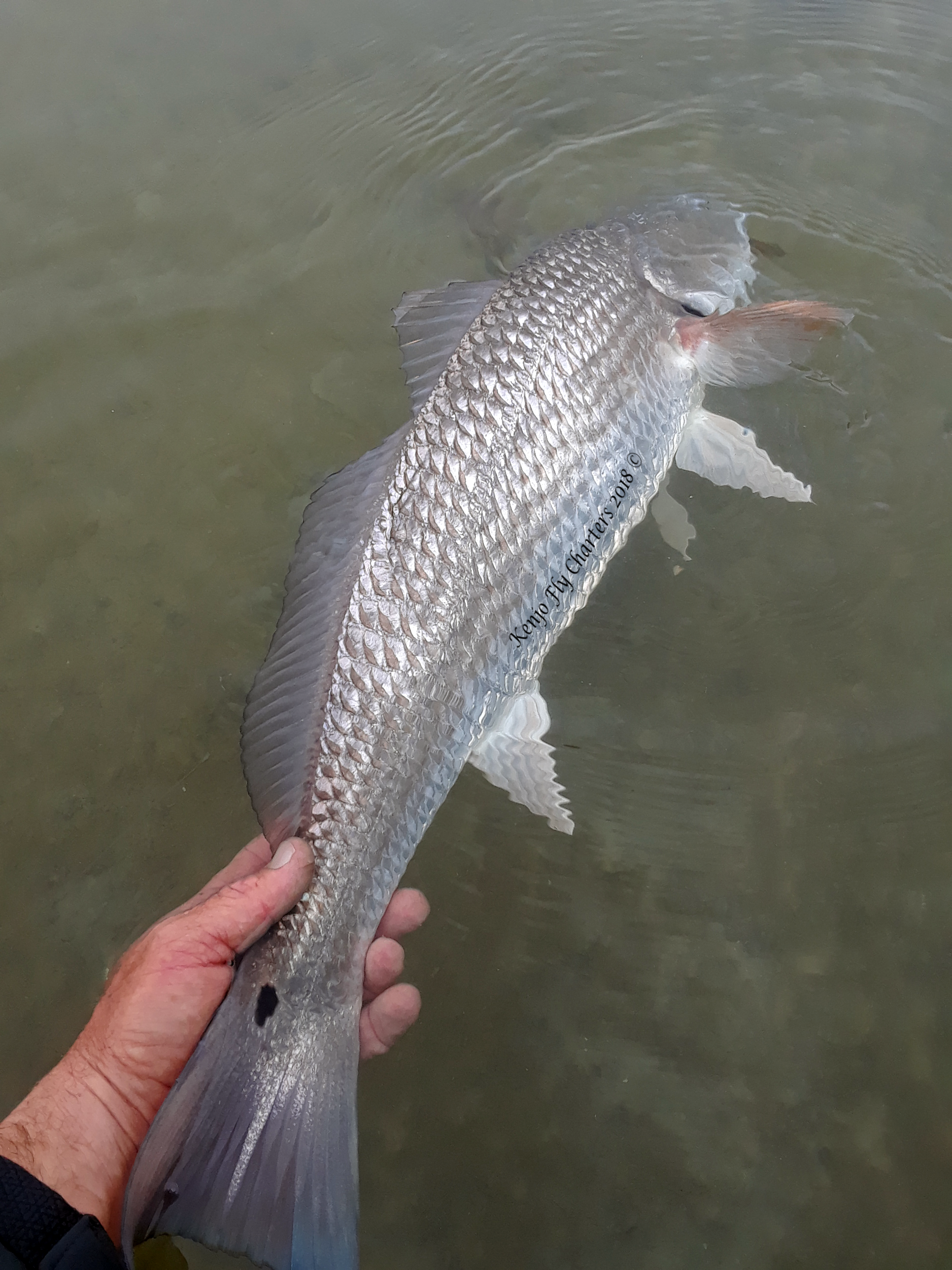 fly fishing for redfish fly fishing for redfish