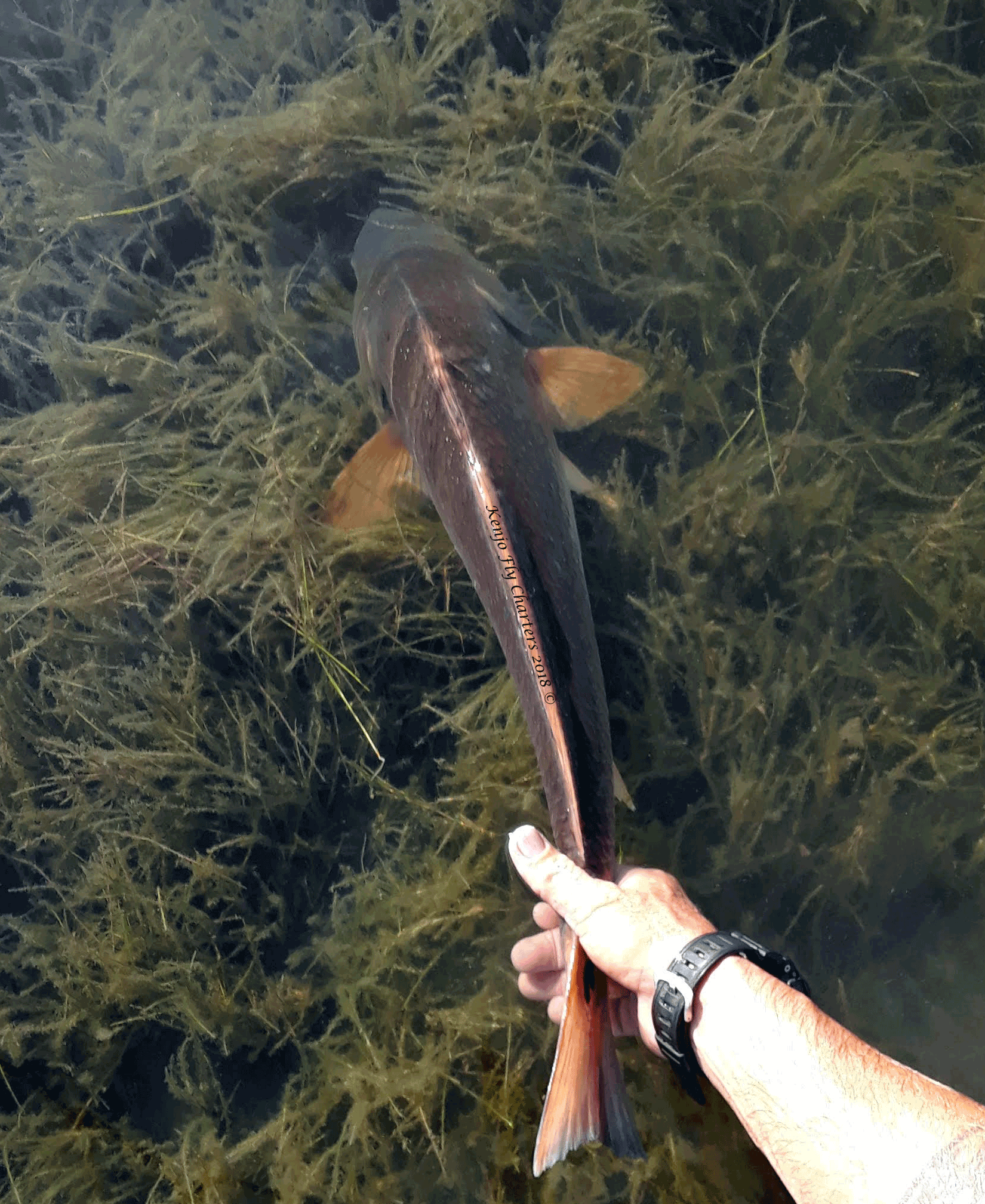 Last Minute Opening Kenjo Fly Fishing Charters