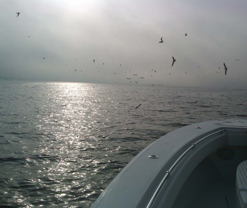 Fishing Jamaica Bay Kenjo Fly Fishing Charters