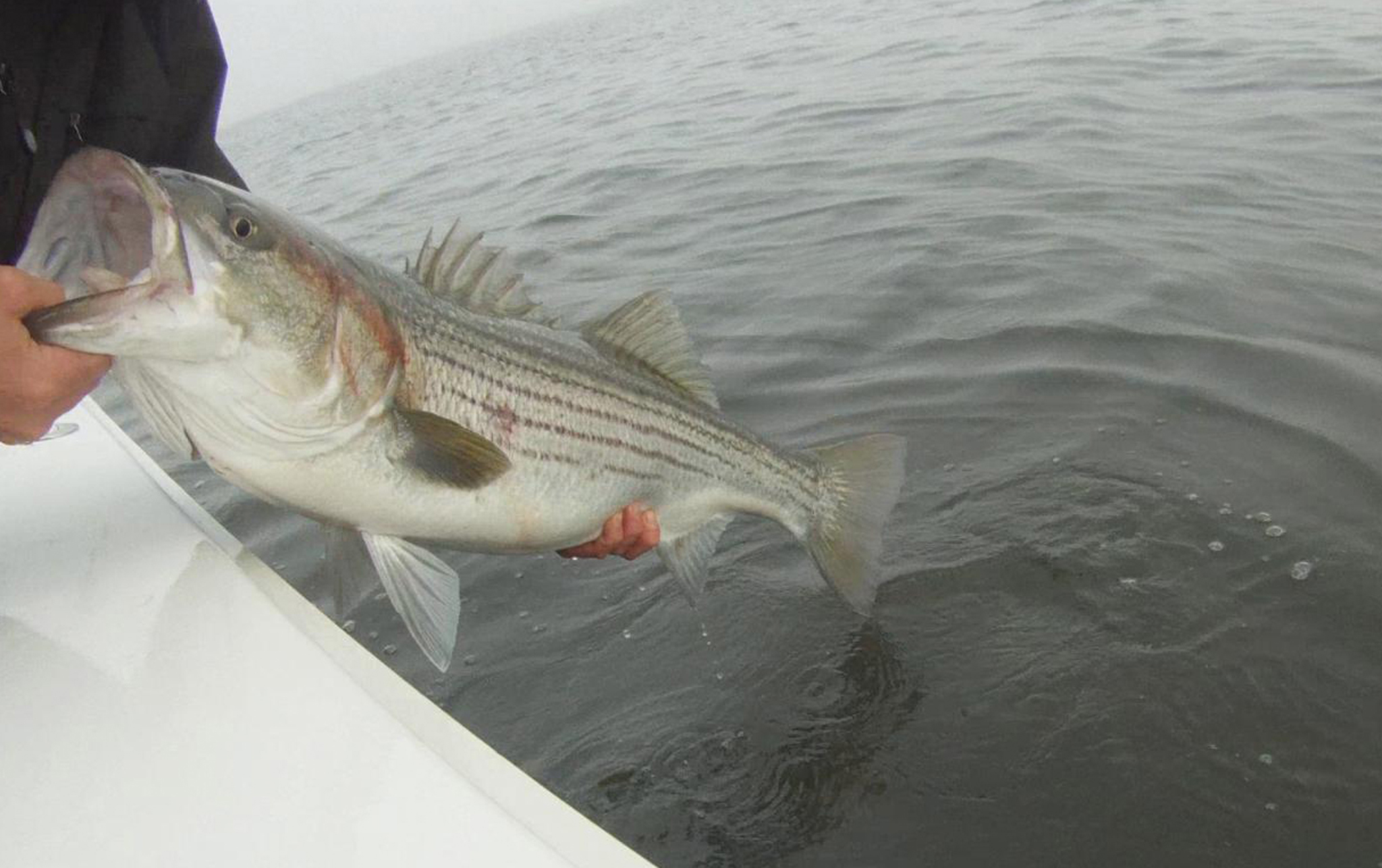 Striper Fishing NYC - Kenjo Fly Fishing Charters