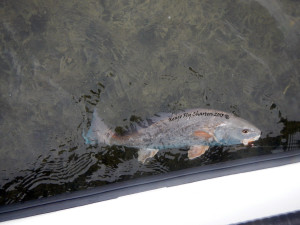 redfish, blue tailed, fly fishing, port aransas