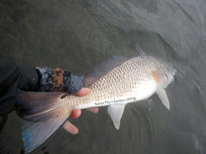 redfish, on the fly, fishing., port aransas