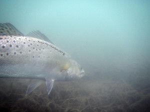 trout, sea, gator, speck, fly, fishing, winter, texas, port aransas